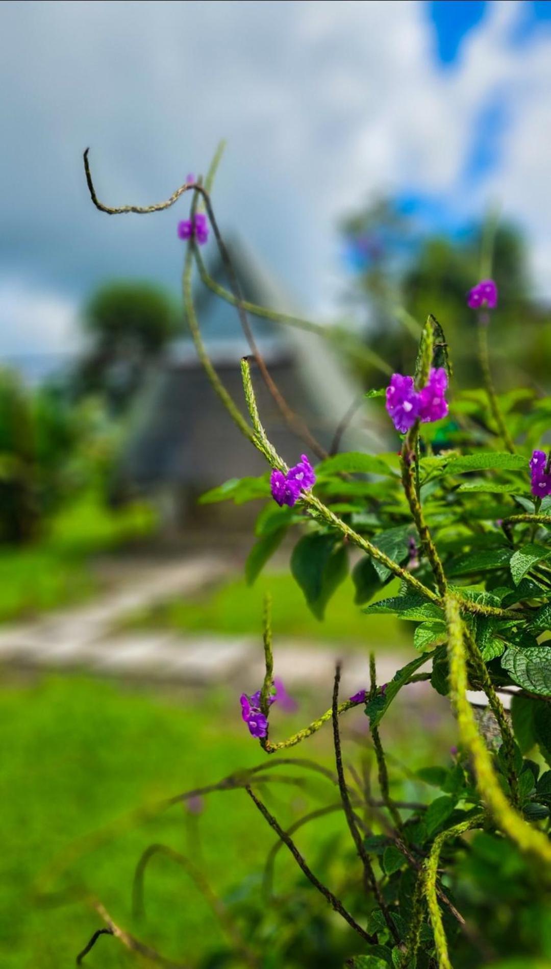Flora Glamping De Abuela Villa La Fortuna Bagian luar foto